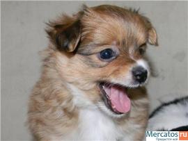 Очень красивые щенки! 4